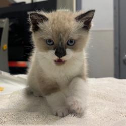 Shelter Stray Male Cat last seen Near Solola Avenue, San Diego, CA, 92114, San Diego, CA 92110