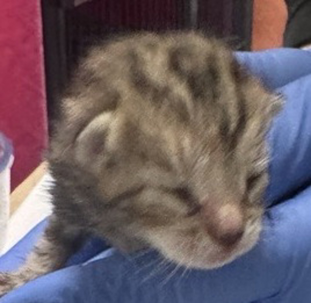 Shelter Stray Female Cat last seen Near W 10th Avenue, Escondido, CA, 92025, Escondido, CA 92027