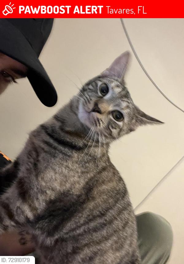 Lost Female Cat last seen David walker, Tavares, FL 32778