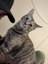 Lost Female Cat last seen David walker, Tavares, FL 32778