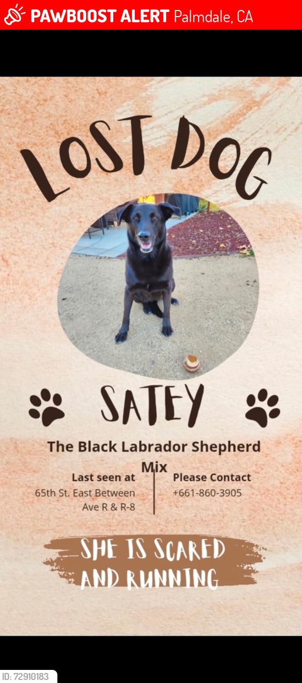 Lost Female Dog last seen Avenue R and Avenue S, Palmdale, CA 93552