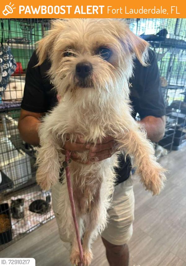 Found/Stray Male Dog last seen Near NW 13th St Fort Lauderdale, FL 33311 Estados Unidos , Fort Lauderdale, FL 33311