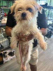 Found/Stray Male Dog last seen Near NW 13th St Fort Lauderdale, FL 33311 Estados Unidos , Fort Lauderdale, FL 33311