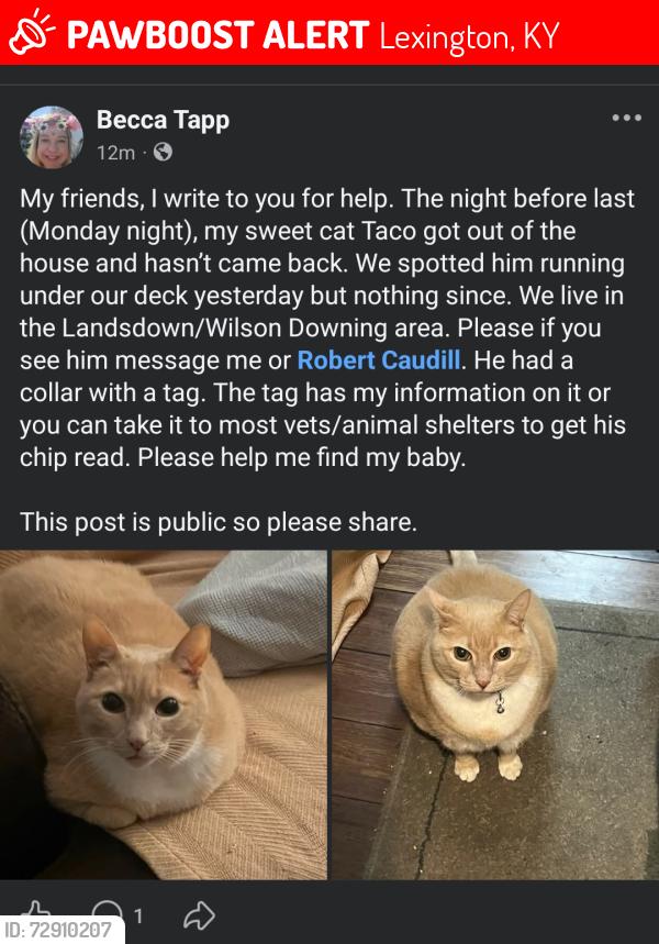 Lost Male Cat last seen Temple Dr and Yale Dr, Lexington, KY 40517
