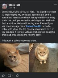 Lost Male Cat last seen Temple Dr and Yale Dr, Lexington, KY 40517