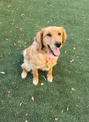 Lost Female Dog last seen Pelícano , El Paso, TX 79928
