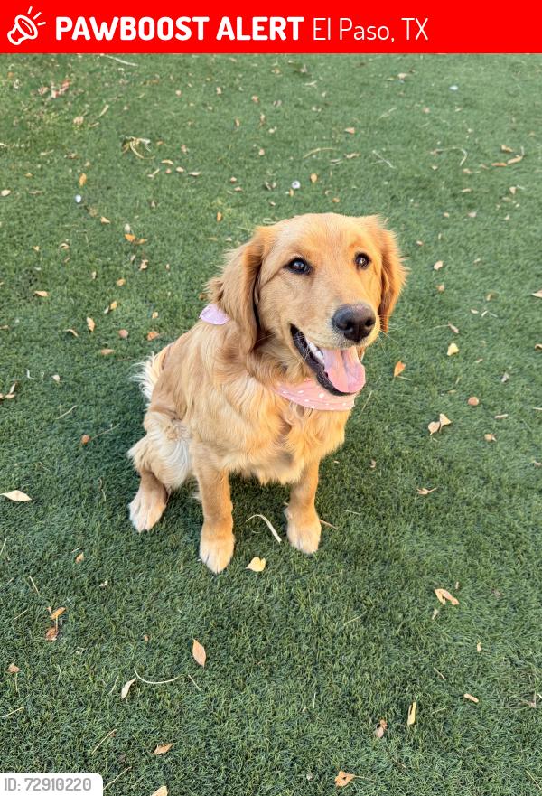 Lost Female Dog last seen Pelícano , El Paso, TX 79928