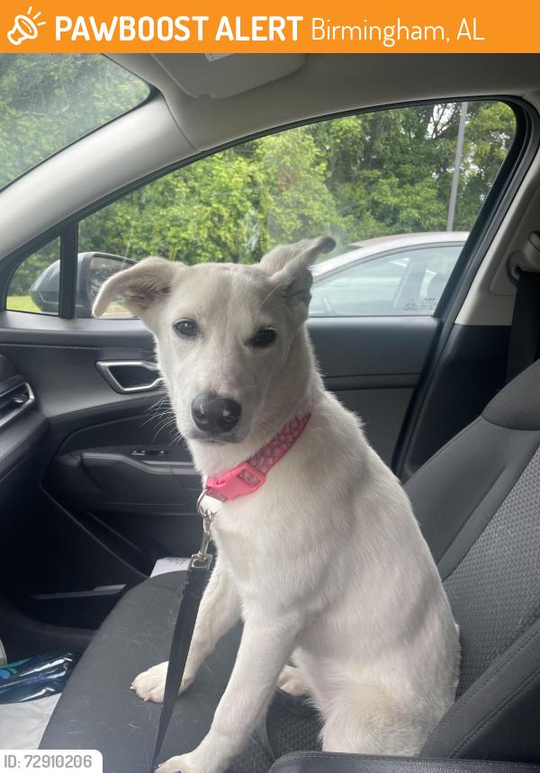 Found/Stray Female Dog last seen Tuscaloosa Avenue, Birmingham, AL 35211