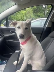 Found/Stray Female Dog last seen Tuscaloosa Avenue, Birmingham, AL 35211