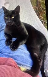 Lost Male Cat last seen Mals Bar, Marshall, NC 28753