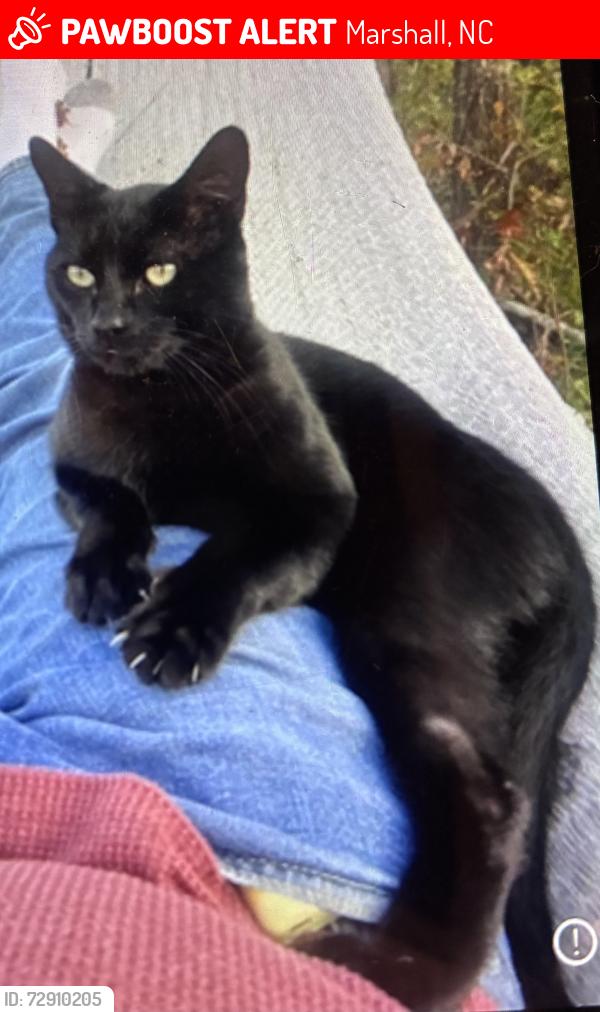 Lost Male Cat last seen Mals Bar, Marshall, NC 28753