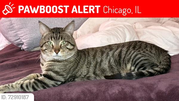 Lost Male Cat last seen Fletcher & Meade , Chicago, IL 60634