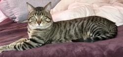 Lost Male Cat last seen Fletcher & Meade , Chicago, IL 60634