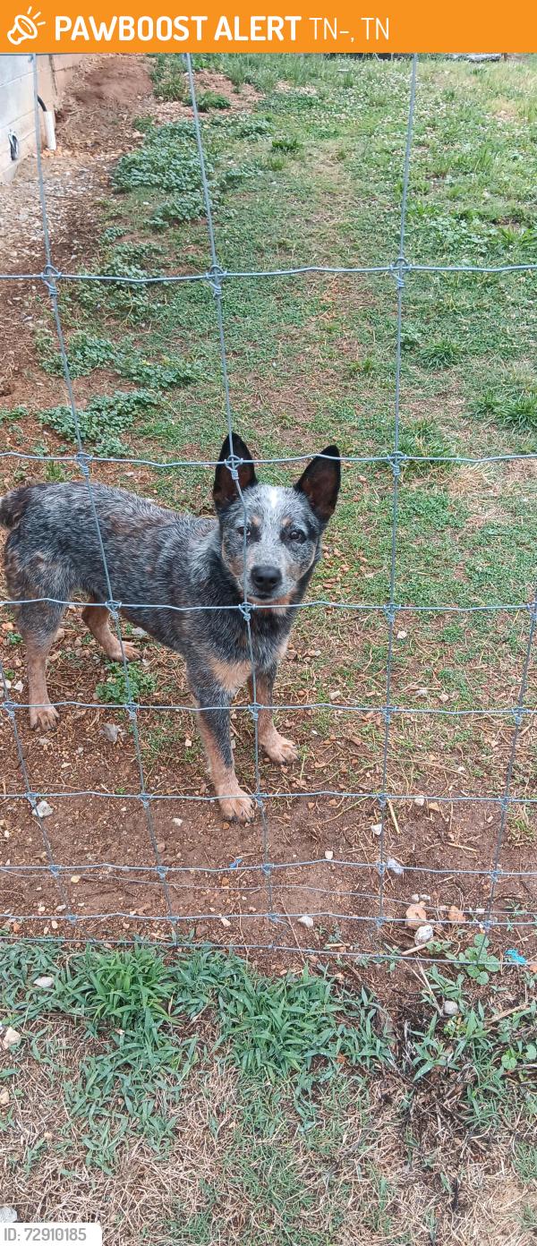 Found/Stray Male Dog last seen Route 322, TN-322, TN 37874