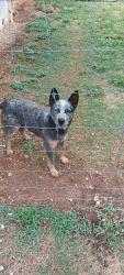 Found/Stray Male Dog last seen Route 322, TN-322, TN 37874