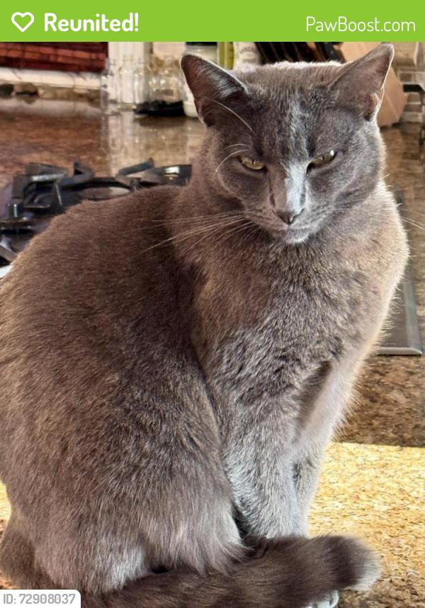 Reunited Female Cat last seen Fidelidad and Kiska, Hacienda Heights, CA 91745