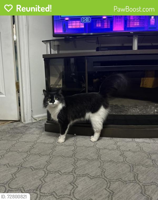 Reunited Female Cat last seen Skyline Dr , Staten Island, NY 10304