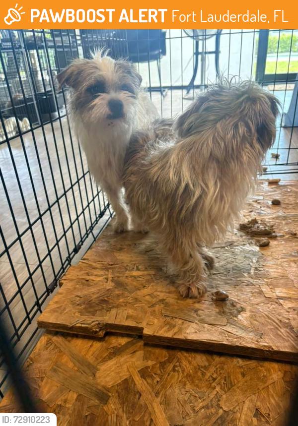 Found/Stray Male Dog last seen Near NW 13th St Fort Lauderdale, FL 33311 Estados Unidos , Fort Lauderdale, FL 33311