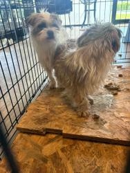 Found/Stray Male Dog last seen Near NW 13th St Fort Lauderdale, FL 33311 Estados Unidos , Fort Lauderdale, FL 33311