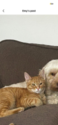 Lost Male Cat last seen CO OP, North Northamptonshire, England NN17