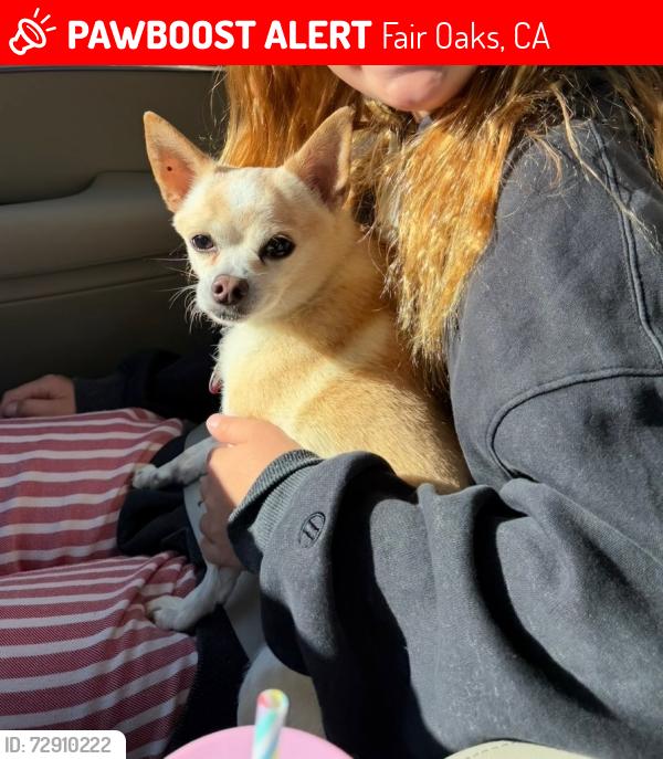 Lost Male Dog last seen Sunset and Illinois, fair oaks,ca, Fair Oaks, CA 95628