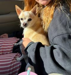 Lost Male Dog last seen Sunset and Illinois, fair oaks,ca, Fair Oaks, CA 95628