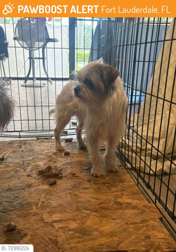 Found/Stray Male Dog last seen Near NW 13th St Fort Lauderdale, FL 33311 Estados Unidos , Fort Lauderdale, FL 33311