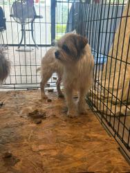 Found/Stray Male Dog last seen Near NW 13th St Fort Lauderdale, FL 33311 Estados Unidos , Fort Lauderdale, FL 33311