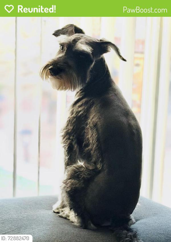 Reunited Male Dog last seen Eastern and warm spring , Paradise, NV 89120
