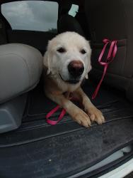 Found/Stray Male Dog last seen Gillilard, Parker County, TX 76082