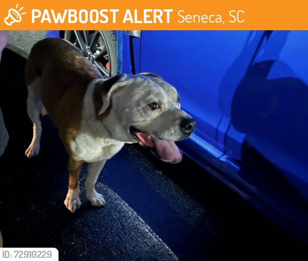 Found/Stray Female Dog last seen Walmart Shopping Center Parking lot, Seneca, SC 29678