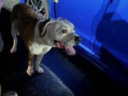 Found/Stray Female Dog last seen Walmart Shopping Center Parking lot, Seneca, SC 29678