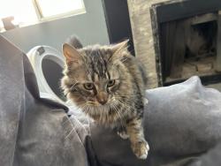 Lost Male Cat last seen Glenwood Ln and Teakwood Ave, Victorville, CA 92395