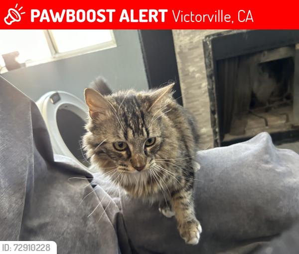 Lost Male Cat last seen Glenwood Ln and Teakwood Ave, Victorville, CA 92395