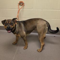 Shelter Stray Male Dog last seen , Norman, OK 73072