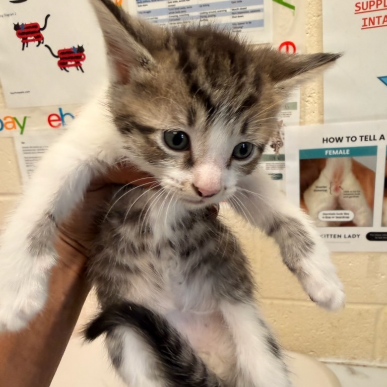 Shelter Stray Male Cat last seen , Memphis, TN 38133