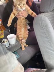 Found/Stray Unknown Cat last seen Pegasus Street, Dallas, TX 75238