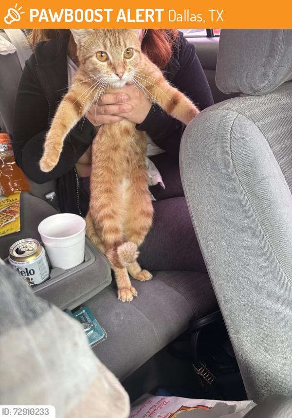 Found/Stray Unknown Cat last seen Pegasus Street, Dallas, TX 75238