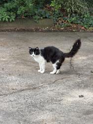 Found/Stray Unknown Cat last seen Chulio road, Rome, GA 30161
