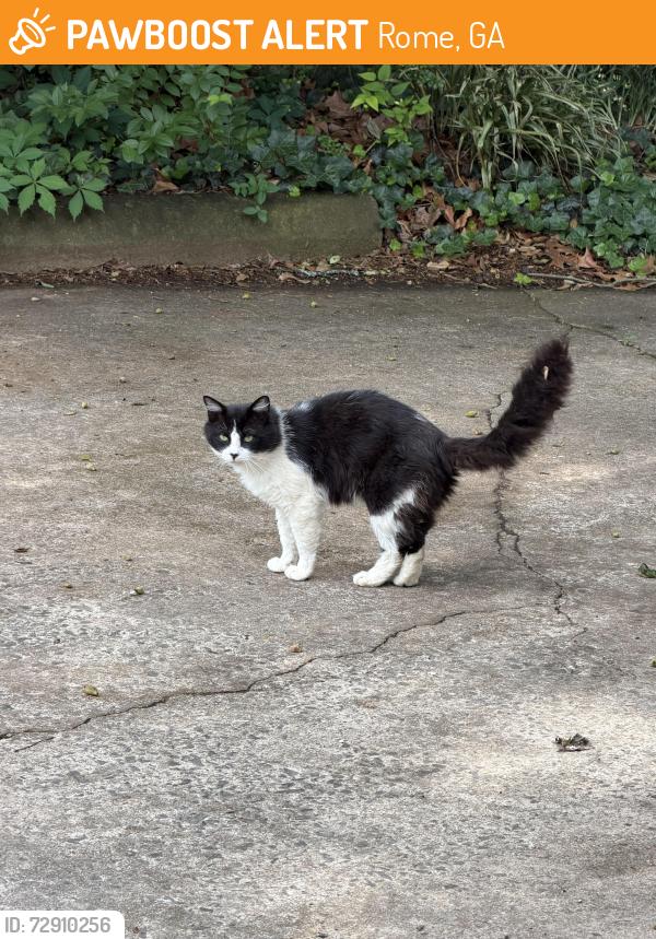 Found/Stray Unknown Cat last seen Chulio road, Rome, GA 30161
