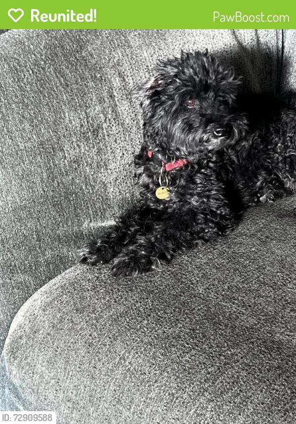Reunited Male Dog last seen Myrtle Broadway / Kosciuszko St, Brooklyn, NY 11206