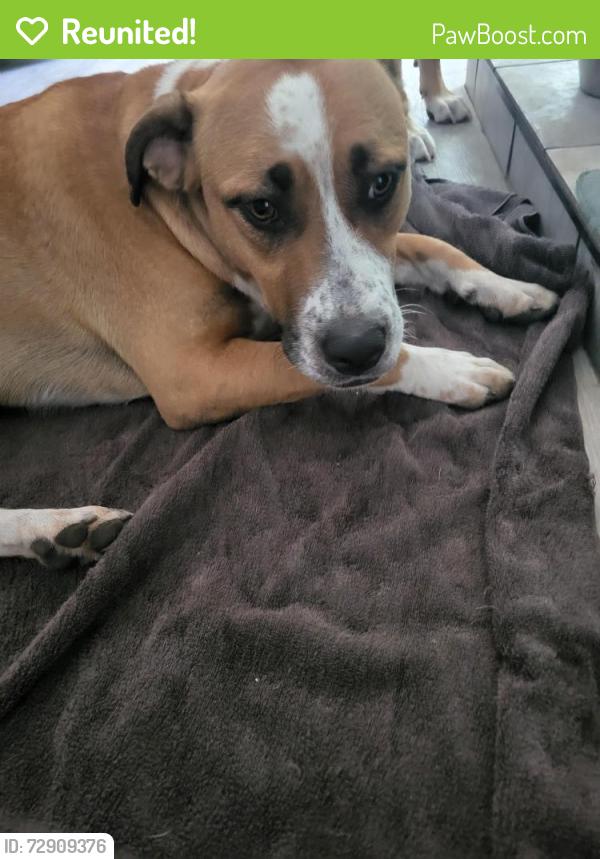 Reunited Male Dog last seen Near , Converse, TX 78109