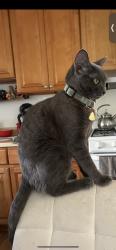 Reunited Female Cat last seen Near Harness St, Spring Valley, CA 91977, USA, Spring Valley, CA 91977