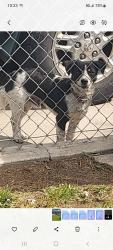 Found/Stray Male Dog last seen Unknown, Stockton, CA 95205