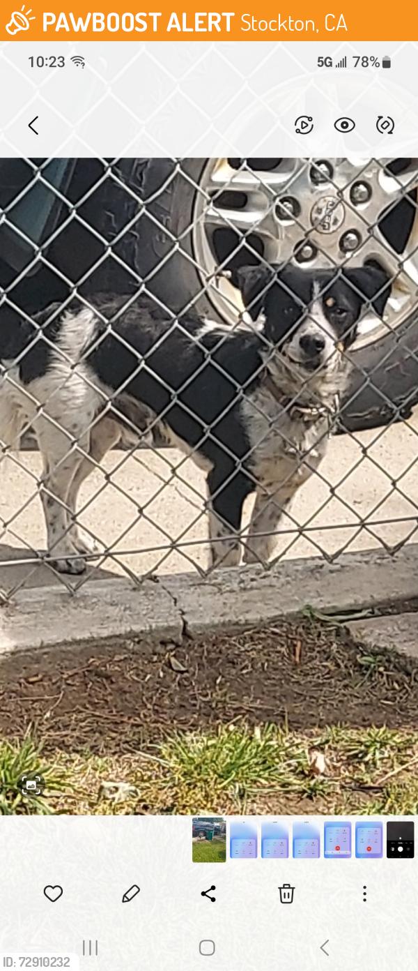 Found/Stray Male Dog last seen Unknown, Stockton, CA 95205