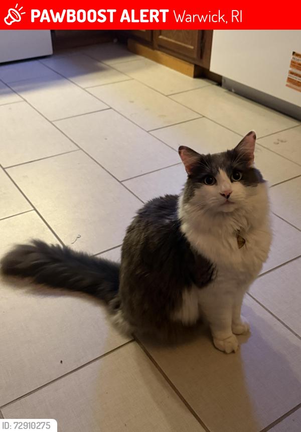 Lost Male Cat last seen Birch street warwick, Warwick, RI 02888