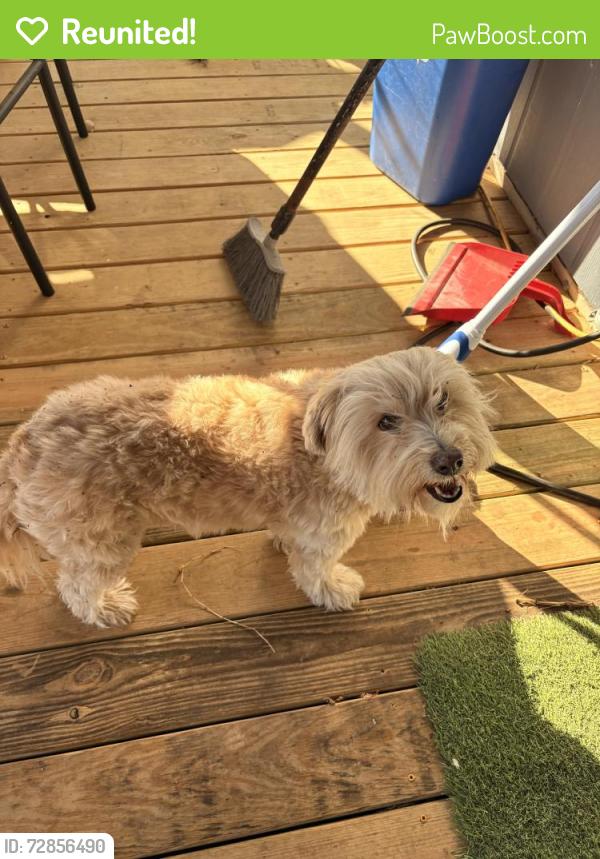 Reunited Female Dog last seen commercial , San Antonio, TX 78221