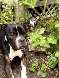 Lost Male Dog last seen west 127th and lorain , Cleveland, OH 44135
