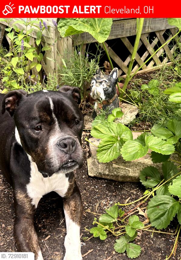 Lost Male Dog last seen west 127th and lorain , Cleveland, OH 44135