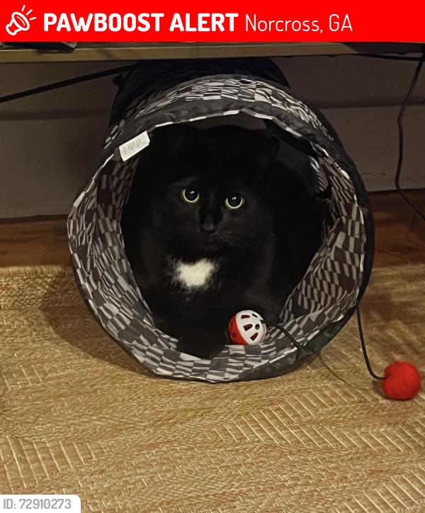 Lost Male Cat last seen Lakeside Retreat apmts off of Holcomb bridge road in Peachtree corners/norcross, Norcross, GA 30092
